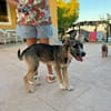 RUMBA (Martina)