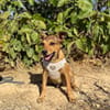 TITO (Animalea)