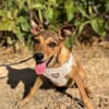 TITO (Animalea)