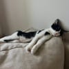 Speed