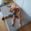 Elmo  kleiner Clown sucht sein Zuhause