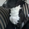 🐾 Fibs  ein Herz auf vier Pfoten sucht sein Glück! 🐾