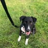 🐾 Fibs  ein Herz auf vier Pfoten sucht sein Glück! 🐾