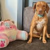 Rosa, aktiv und lieb