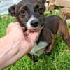 Picolino - kleiner Charmeur sucht Zuhause