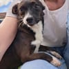 Picolino - kleiner Charmeur sucht Zuhause