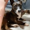 Picolino - kleiner Charmeur sucht Zuhause