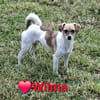 Wilma - eine ruhige, freundliche Hündin