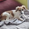Pit - kleiner Lausbub