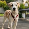 Kalypso  liebevolle und neugierige Hündin sucht ihr sichere