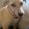 Benji wartet auf seine 2. Chance