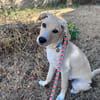 Benji wartet auf seine 2. Chance