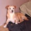 Timon - wünscht sich ein Für-immer-Zuhause