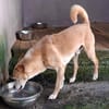 Timon - wünscht sich ein Für-immer-Zuhause
