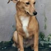 Samira - freundlich und lieb