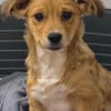 Plüschi, Pepito und Pippo sind drei entzückende Brüder die