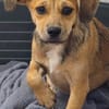 Plüschi, Pepito und Pippo sind drei entzückende Brüder die
