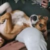 Gustav- sportliche Schmusebacke sucht seine Menschen