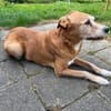 Vermittlungshilfe - Hugo