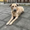 Lucky möchte endlich ein Zuhause haben