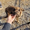 Nita - nach schwerem Verlust ist sie erneut auf der Suche