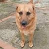 Elix