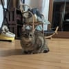 Mia und Olimba wollen zusammen bleiben
