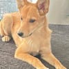 Luna, verspielt und lustig