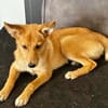 Luna, verspielt und lustig