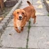 Rocco muss sein Zuhause sofort verlassen