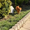 Rocco muss sein Zuhause sofort verlassen