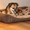 Unsere zarte Hundeseele Fee sucht ein liebevolles Zuhause