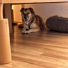 Unsere zarte Hundeseele Fee sucht ein liebevolles Zuhause