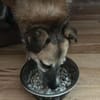 Unsere zarte Hundeseele Fee sucht ein liebevolles Zuhause