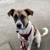 Unsere tolle Herzenshündin Coco sucht ihr goldenes Körbchen