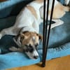 Unsere tolle Herzenshündin Coco sucht ihr goldenes Körbchen