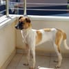 Unsere tolle Herzenshündin Coco sucht ihr goldenes Körbchen