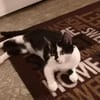 Die hübsche Morgana sucht ihr Körbchen