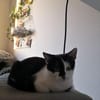 Die hübsche Morgana sucht ihr Körbchen