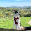 Unsere kleine Zuckerschnute Belise sucht ihre Familie
