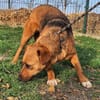 Freundliche Zoe sucht Körbchen