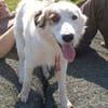 Vale  Hundemädchen sucht Happy-Home