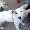 Vale  Hundemädchen sucht Happy-Home