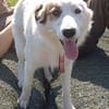 Vale  Hundemädchen sucht Happy-Home