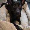 🐾 Ria sucht ihre Menschen