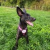 🐾 Ria sucht ihre Menschen