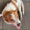 Milo - ein lebensfroher Herzenshund