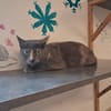 MIMI