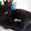 ZIGGY