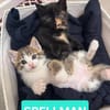 SPELLMAN ET SABRINA À ADOPTER ENSEMBLE
